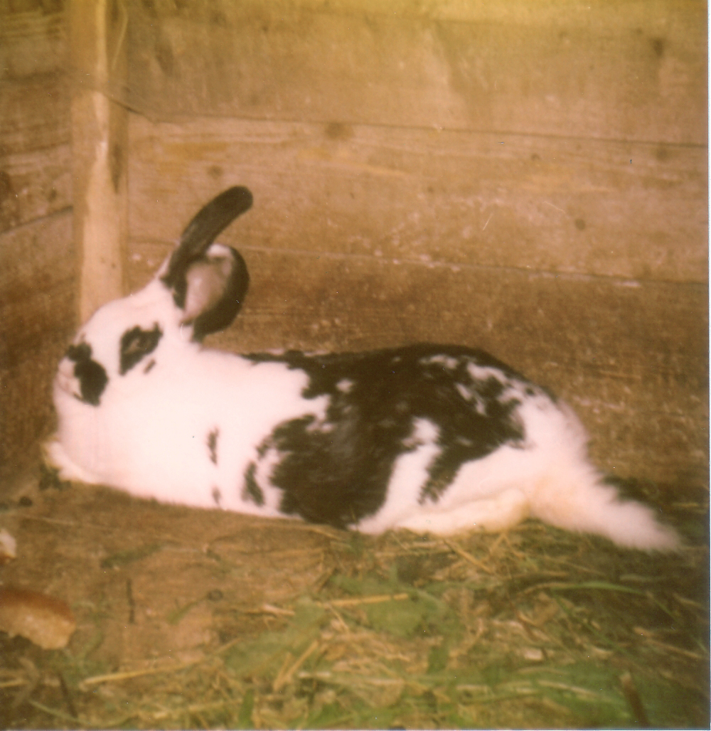 Schnucki