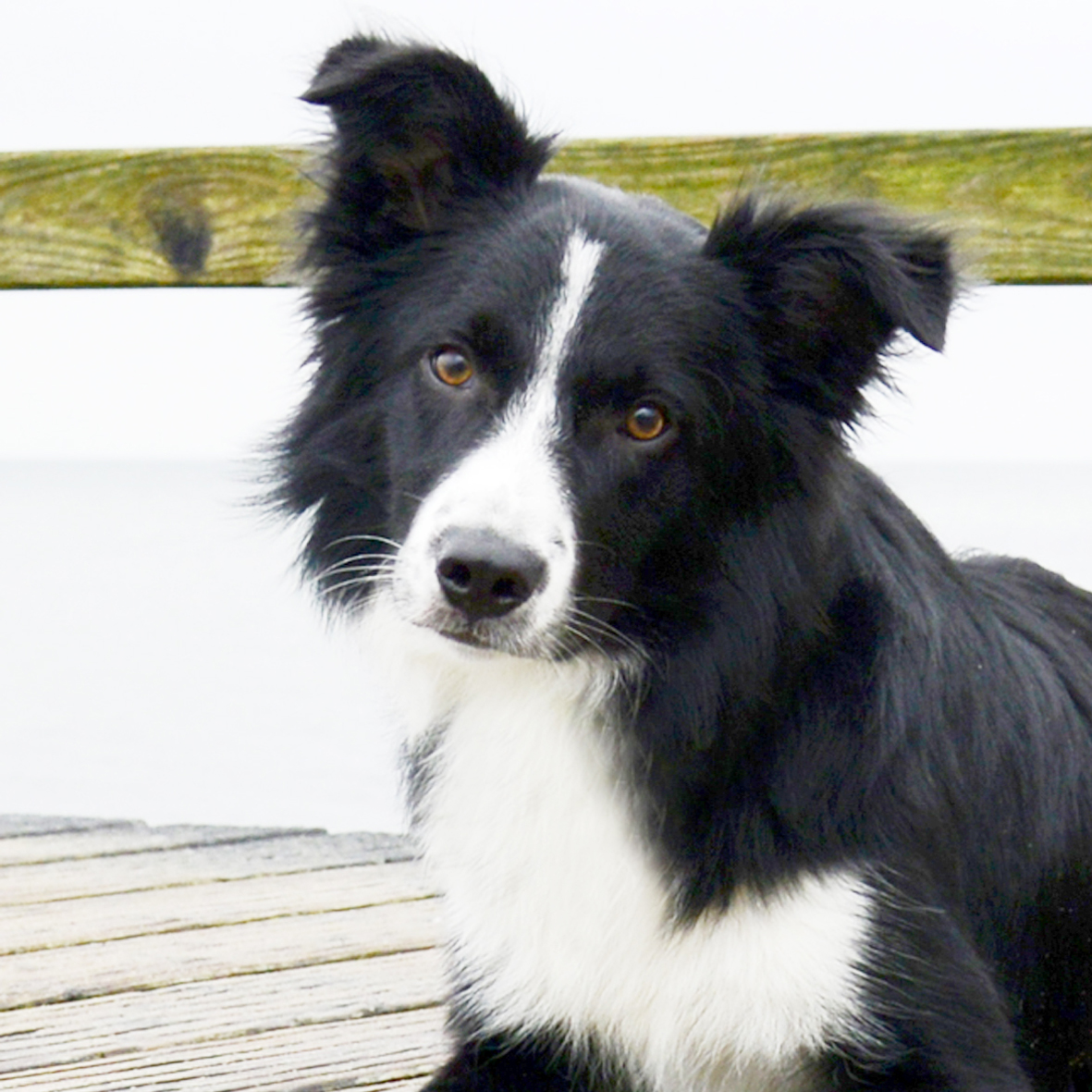 Fynn