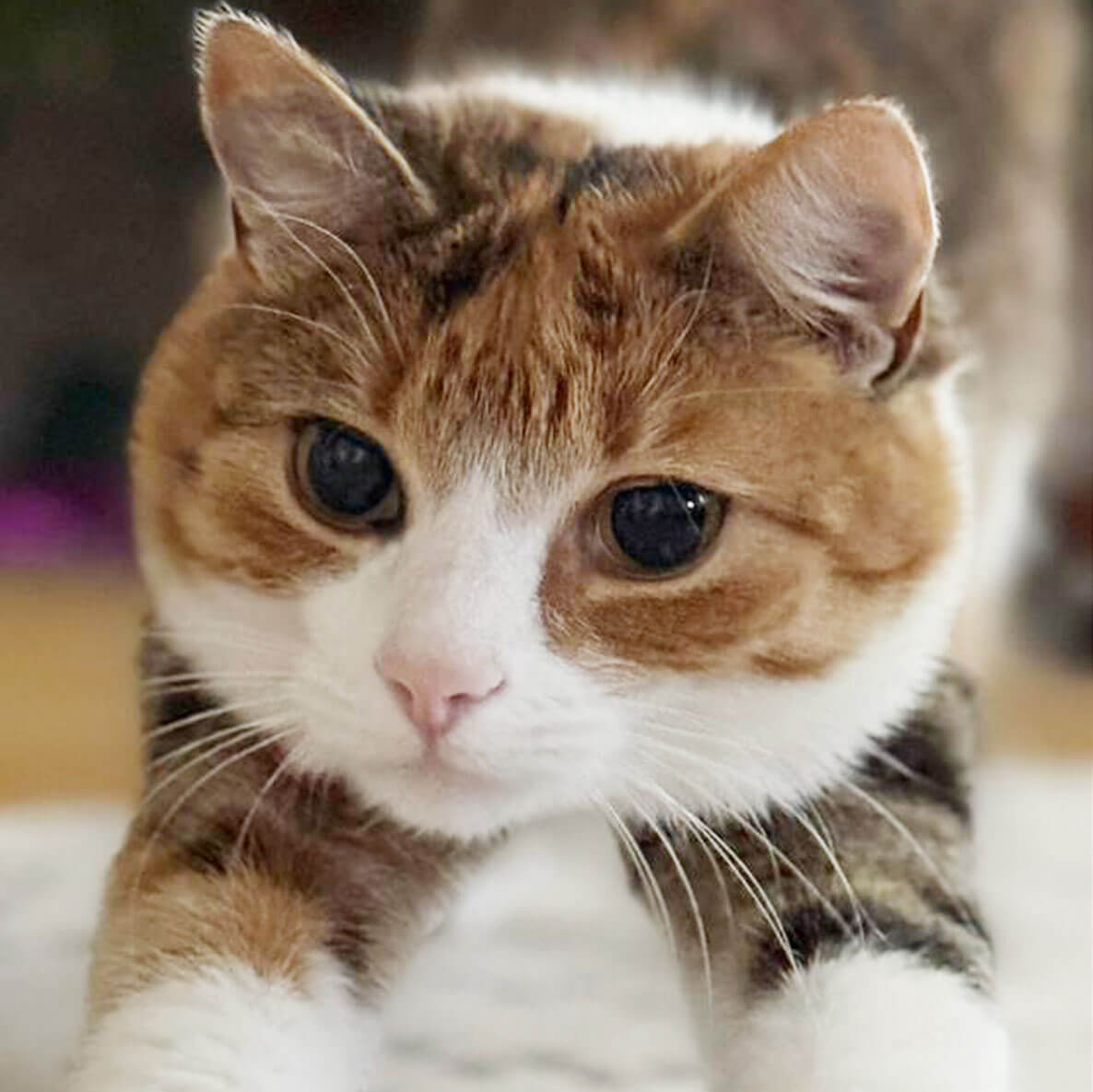 Katzen