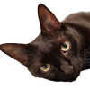 Testberater - Katze